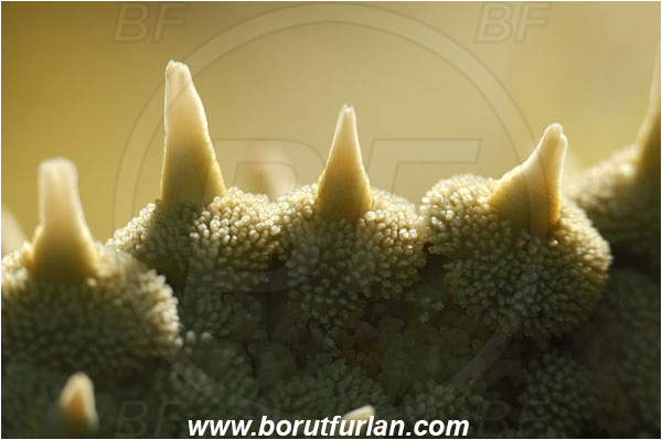Island Korcula, Croatia, Adriatic sea, Mediterranean sea, Marthasterias glacialis, Marthasterias, Asteriidae, Spiny starfish, Strafish, Asteroidea, Echinodermata, Echinoderm, Abstract, Backlight, Backlit