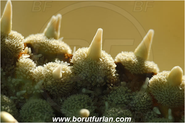 Island Korcula, Croatia, Adriatic sea, Mediterranean sea, Marthasterias glacialis, Marthasterias, Asteriidae, Spiny starfish, Strafish, Asteroidea, Echinodermata, Echinoderm, Abstract, Backlight, Backlit