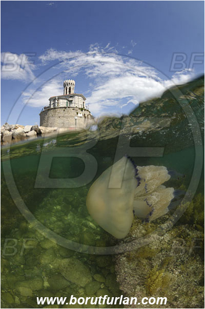 Piran, Slovenia, Adriatic sea, Mediterranean sea, Split-shot, Over-under, Lighthouse, Reef, Rhizostoma pulmo, Rhizostoma, Rhizostomatidae, Scyphozoa, Cnidaria, Cnidarian, Barrel jellyfish, Jellyfish