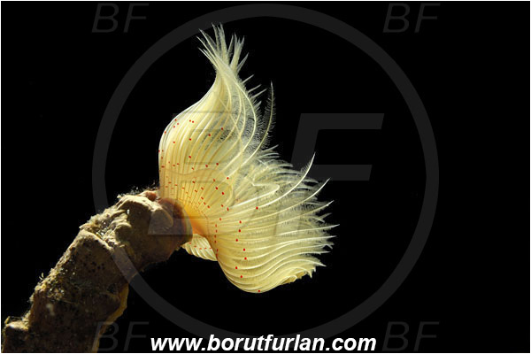 Island Susac, Croatia, Adriatic sea, Mediterranean sea, Protula tubularia, Protula, Serpulidae, White-Tufted Worm, Red-spotted horseshoe, Worm, Polychaeta, Backlight, Backlit