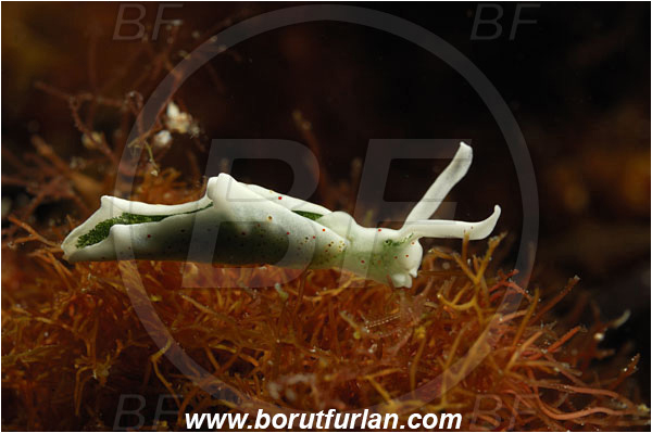 Island Susac, Croatia, Adriatic sea, Mediterranean sea, Elysia timida, Elysia, Plakobranchidae, Green Elysia, Nudibranch, Sea slug, Gastropoda, Mollusca, Backlight, Backlit