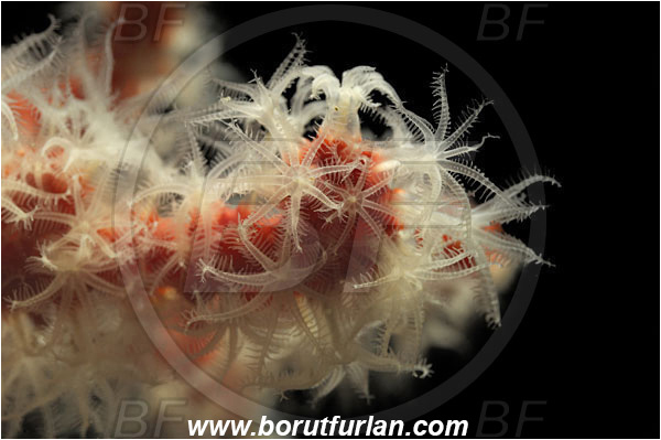 Island Susac, Croatia, Adriatic sea, Mediterranean sea, Corallium rubrum, Corallium, Coralliidae, Precious Coral, Red coral, Coral, Anthozoa, Cnidaria, Cnidarian, Abstract, Backlight, Backlit
