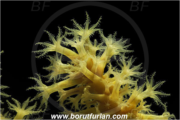 Island Susac, Croatia, Adriatic sea, Mediterranean sea, Paramuricea clavata, Paramuricea, Plexauridae, Mediterranean gorgonian, Red gorgonian, Sea fan, Coral, Cnidaria, Cnidarian, Abstract, Backlight, Backlit