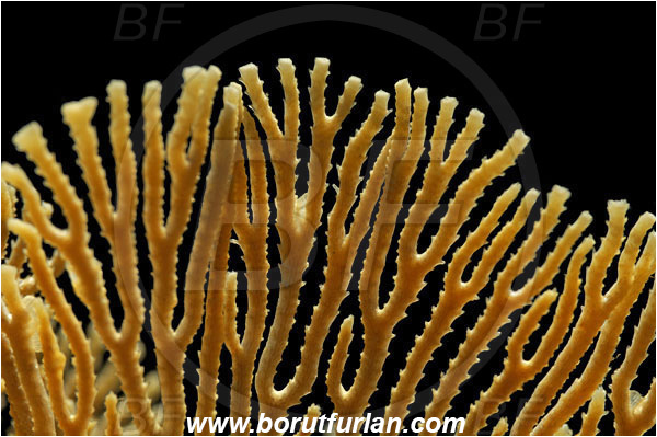 Island Susac, Croatia, Adriatic sea, Mediterranean sea, Hornera frondiculata, Hornera, Horneridae, Bryozoa, Bryozoan, Abstract, Backlight, Backlit