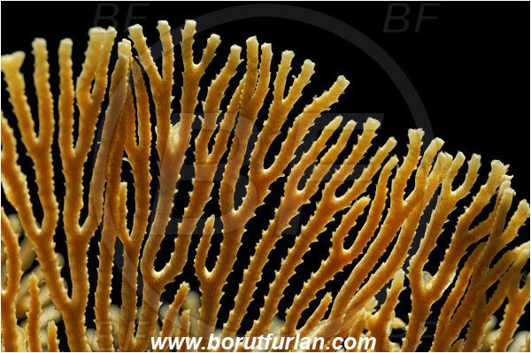 Island Susac, Croatia, Adriatic sea, Mediterranean sea, Hornera frondiculata, Hornera, Horneridae, Bryozoa, Bryozoan, Abstract, Backlight, Backlit