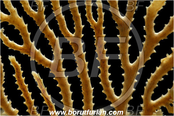 Island Susac, Croatia, Adriatic sea, Mediterranean sea, Hornera frondiculata, Hornera, Horneridae, Bryozoa, Bryozoan, Abstract, Backlight, Backlit