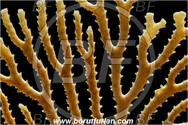 Island Susac, Croatia, Adriatic sea, Mediterranean sea, Hornera frondiculata, Hornera, Horneridae, Bryozoa, Bryozoan, Abstract, Backlight, Backlit