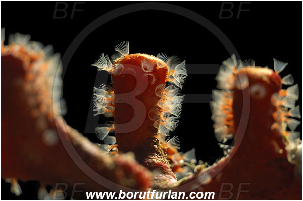 Island Susac, Croatia, Adriatic sea, Mediterranean sea, Myriapora truncata, Myriapora, Myriaporidae, False coral, Red bryozoan, Bryozoa, Bryozoan, Abstract, Backlight, Backlit