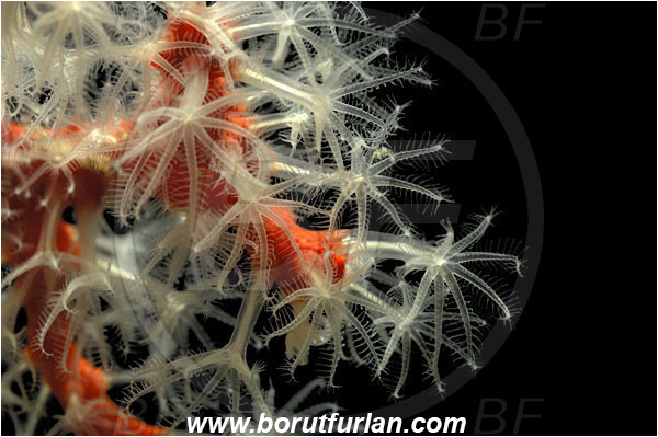 Island Susac, Croatia, Adriatic sea, Mediterranean sea, Corallium rubrum, Corallium, Coralliidae, Precious Coral, Red coral, Coral, Anthozoa, Cnidaria, Cnidarian, Abstract, Backlight, Backlit