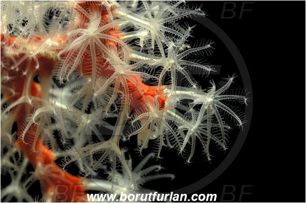 Island Susac, Croatia, Adriatic sea, Mediterranean sea, Corallium rubrum, Corallium, Coralliidae, Precious Coral, Red coral, Coral, Anthozoa, Cnidaria, Cnidarian, Abstract, Backlight, Backlit