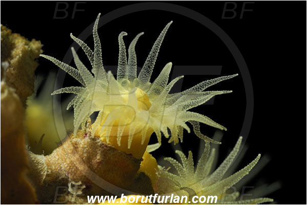 Island Susac, Croatia, Adriatic sea, Mediterranean sea, Leptopsammia pruvoti, Leptopsammia, Dendrophylliidae, Sunset cup coral, Coral, Anthozoa, Cnidaria, Cnidarian, Backlight, Backlit