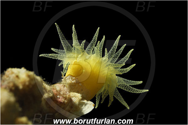 Island Susac, Croatia, Adriatic sea, Mediterranean sea, Leptopsammia pruvoti, Leptopsammia, Dendrophylliidae, Sunset cup coral, Coral, Anthozoa, Cnidaria, Cnidarian, Backlight, Backlit