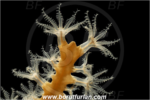 Island Susac, Croatia, Adriatic sea, Mediterranean sea, Eunicella cavolini, Eunicella, Gorgoniidae, Yellow gorgonian, Sea fan, Coral, Cnidaria, Cnidarian, Abstract, Backlight, Backlit