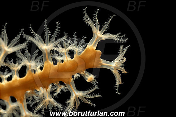 Island Susac, Croatia, Adriatic sea, Mediterranean sea, Eunicella cavolini, Eunicella, Gorgoniidae, Yellow gorgonian, Sea fan, Coral, Cnidaria, Cnidarian, Abstract, Backlight, Backlit