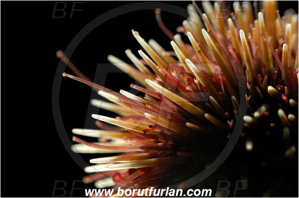 Island Susac, Croatia, Adriatic sea, Mediterranean sea, Genocidaris maculata, Genocidaris, Trigonocidaridae, Sea Urchin, Echinoidea, Echinodermata, Echinoderm, Abstract, Backlight, Backlit
