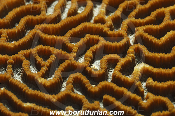 Pantar, Alor, Indonesia, Platygyra daedalea, Platygyra, Merulinidae, Coral, Lesser valley coral, Anthozoa, Cnidaria, Cnidarian, Abstract, Backlight, Backlit
