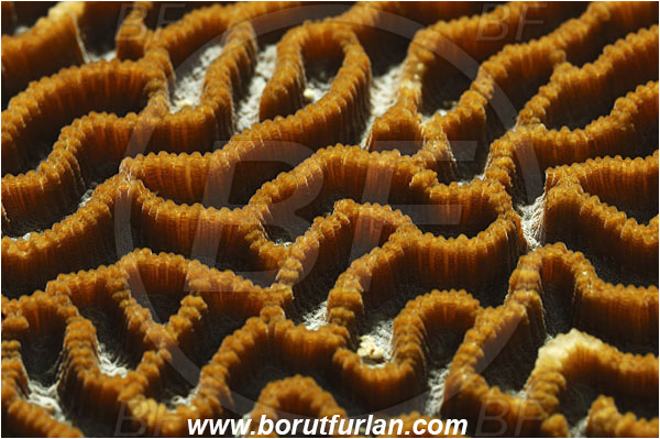 Pantar, Alor, Indonesia, Platygyra daedalea, Platygyra, Merulinidae, Coral, Lesser valley coral, Anthozoa, Cnidaria, Cnidarian, Abstract, Backlight, Backlit