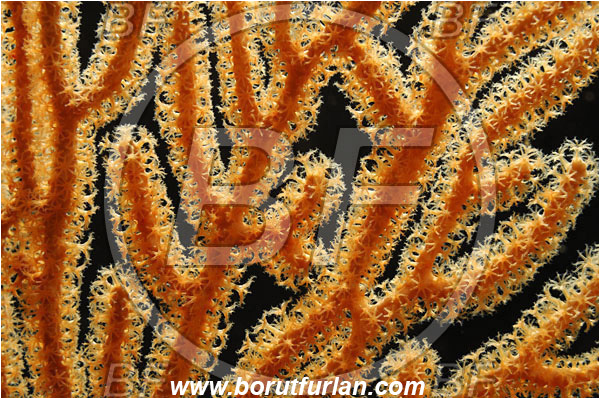 Pantar, Alor, Indonesia, Acabaria sp., Acabaria, Melithaeidae, Anthozoa, Sea fan, Coral, Cnidaria, Cnidarian, Abstract, Backlight, Backlit