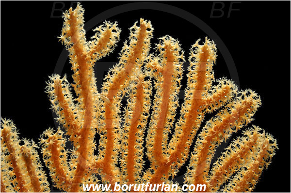 Pantar, Alor, Indonesia, Acabaria sp., Acabaria, Melithaeidae, Anthozoa, Sea fan, Coral, Cnidaria, Cnidarian, Abstract, Backlight, Backlit