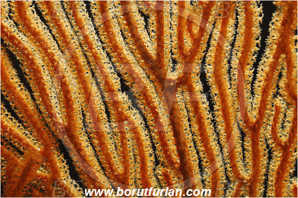 Pantar, Alor, Indonesia, Acabaria sp., Acabaria, Melithaeidae, Anthozoa, Sea fan, Coral, Cnidaria, Cnidarian, Abstract, Backlight, Backlit