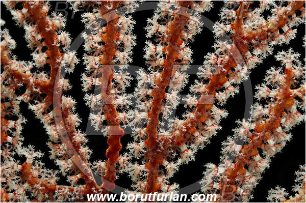 Pantar, Alor, Indonesia, Acabaria sp., Acabaria, Melithaeidae, Anthozoa, Sea fan, Coral, Cnidaria, Cnidarian, Abstract, Backlight, Backlit