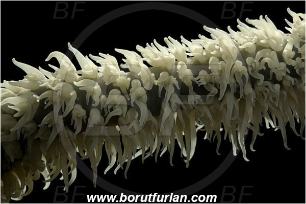 Pantar, Alor, Indonesia, Cirripathes sp., Cirripathes, Antipathidae, Whip coral, Wire coral, Cnidarian, Cnidaria, Abstract, Backlight, Backlit