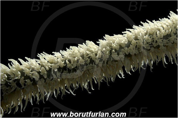 Pantar, Alor, Indonesia, Cirripathes sp., Cirripathes, Antipathidae, Whip coral, Wire coral, Cnidarian, Cnidaria, Abstract, Backlight, Backlit