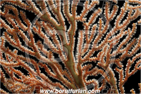 Pantar, Alor, Indonesia, Acabaria sp., Acabaria, Melithaeidae, Anthozoa, Sea fan, Coral, Cnidaria, Cnidarian, Abstract, Backlight, Backlit
