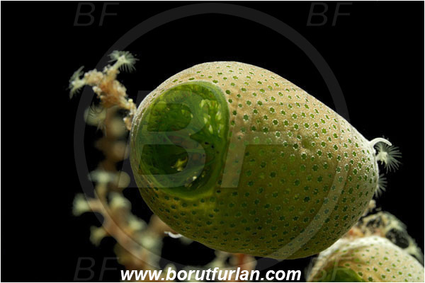 Pantar, Alor, Indonesia, Didemnum molle, Didemnum, Didemnidae, Tunicata, Tunicate, Colonial tunicate, Colonial sea squirt, Green Barrel Sea Squirt, Abstract, Backlight, Backlit