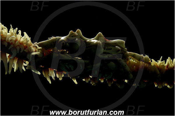 Pantar, Alor, Indonesia, Xenocarcinus tuberculatus, Xenocarcinus, Epialtidae, Decapoda, Whip Coral Spider Crab, Crab, Crustacea, Crustacean, Backlight, Backlit