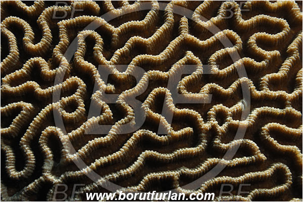 Pantar, Alor, Indonesia, Platygyra sp., Platygyra, Meandrinidae, Brain coral, Coral, Anthozoa, Cnidaria, Cnidarian, Abstract, Backlight, Backlit