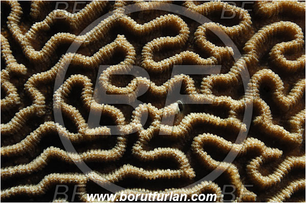 Pantar, Alor, Indonesia, Platygyra sp., Platygyra, Meandrinidae, Brain coral, Coral, Anthozoa, Cnidaria, Cnidarian, Abstract, Backlight, Backlit