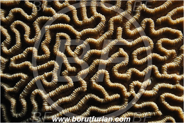 Pantar, Alor, Indonesia, Platygyra sp., Platygyra, Meandrinidae, Brain coral, Coral, Anthozoa, Cnidaria, Cnidarian, Abstract, Backlight, Backlit