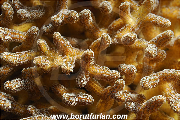 Pantar, Alor, Indonesia, Stylophora sp., Stylophora, Astrocoeniidae, Coral, Anthozoa, Cnidaria, Cnidarian, Abstract, Backlight, Backlit