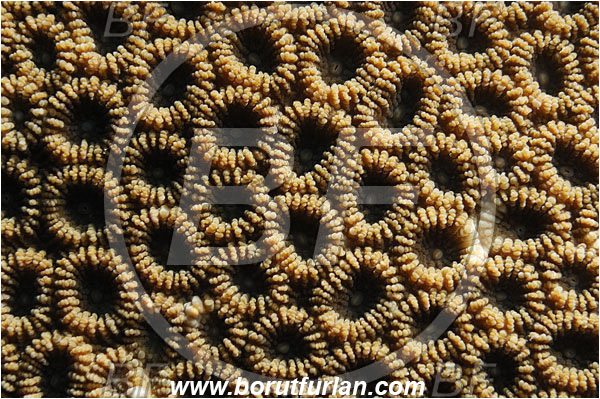 Pantar, Alor, Indonesia, Favia favus, Favia, Faviidae, Honeycomb Coral, Coral, Anthozoa, Cnidaria, Cnidarian, Abstract, Backlight, Backlit