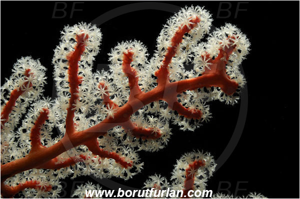 Pantar, Alor, Indonesia, Semperina rubra, Semperina, Anthothelidae, Red sea fan, Sea fan, Coral, Cnidaria, Cnidarian, Abstract, Backlight, Backlit