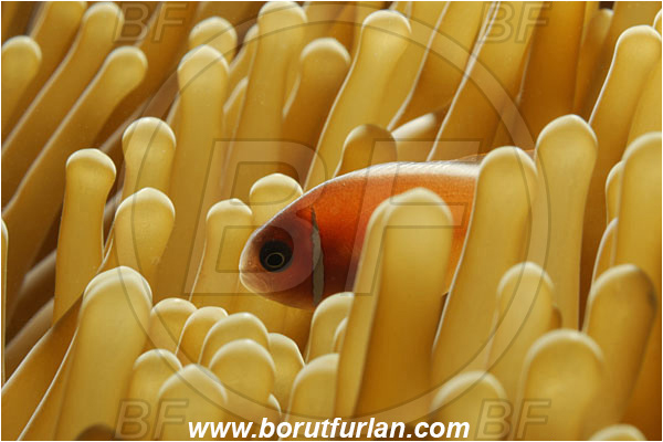 Pantar, Alor, Indonesia, Amphiprion perideraion, Amphiprion, Pink Anemonefish, Anemonefish, Clownfish, Fish, Pomacentridae, Backlight, Backlit