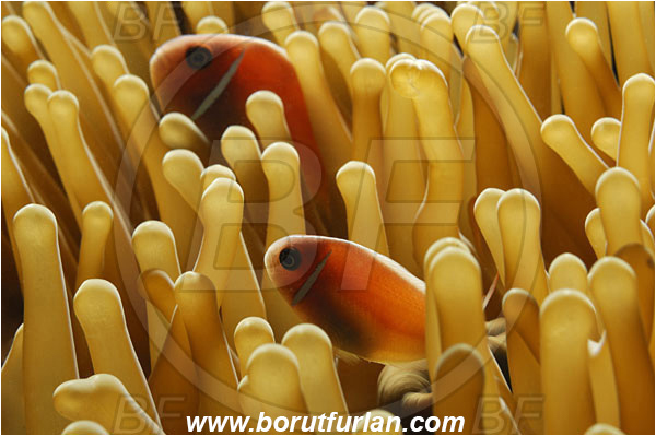 Pantar, Alor, Indonesia, Amphiprion perideraion, Amphiprion, Pink Anemonefish, Anemonefish, Clownfish, Fish, Pomacentridae, Backlight, Backlit