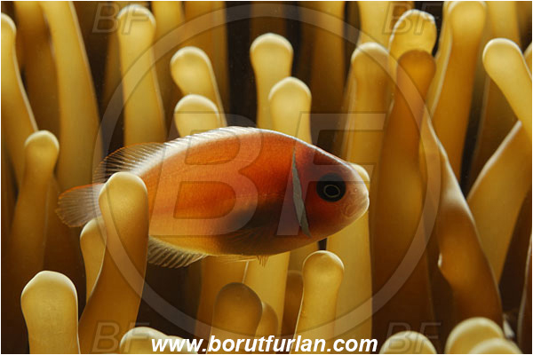 Pantar, Alor, Indonesia, Amphiprion perideraion, Amphiprion, Pink Anemonefish, Anemonefish, Clownfish, Fish, Pomacentridae, Backlight, Backlit
