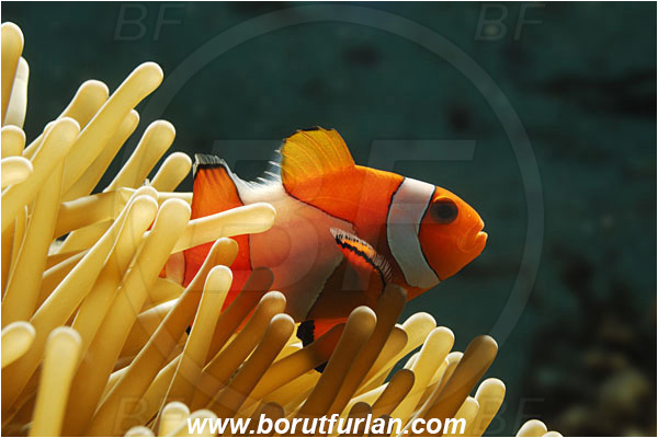 Pantar, Alor, Indonesia, Amphiprion ocellaris, Amphiprion, Pomacentridae, False Anemonefish, Anemonefish, Clownfish, Fish, Backlight, Backlight