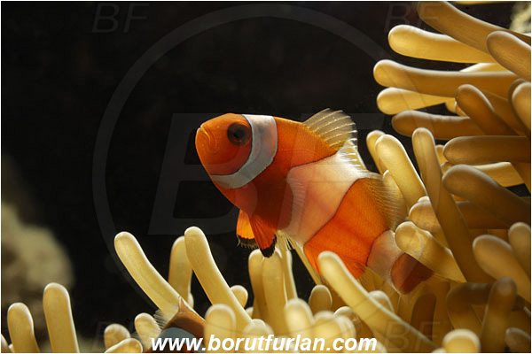 Pantar, Alor, Indonesia, Amphiprion ocellaris, Amphiprion, Pomacentridae, False Anemonefish, Anemonefish, Clownfish, Fish, Backlight, Backlight