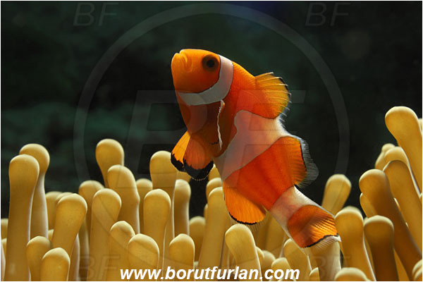 Pantar, Alor, Indonesia, Amphiprion ocellaris, Amphiprion, Pomacentridae, False Anemonefish, Anemonefish, Clownfish, Fish, Backlight, Backlight