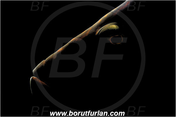 Pantar, Alor, Indonesia, Oxycheilinus digramma, Oxycheilinus, Labridae, Cheeklined wrasse, Wrasse, Fish, Portrait, Backlight, Backlight