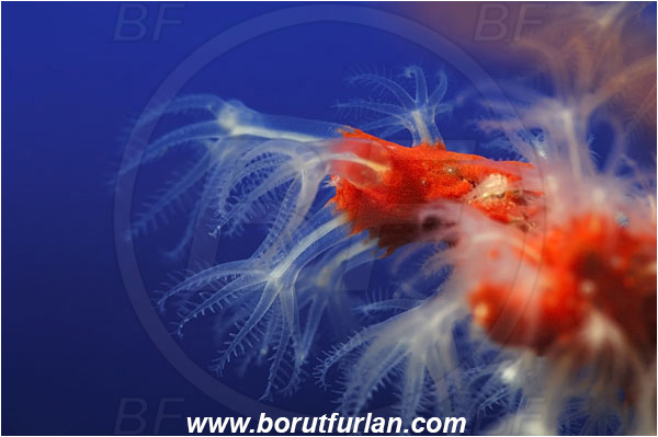 Island Korcula, Croatia, Adriatic sea, Mediterranean sea, Corallium rubrum, Corallium, Coralliidae, Precious Coral, Red coral, Coral, Anthozoa, Cnidaria, Cnidarian, Abstract, Backlight, Backlit