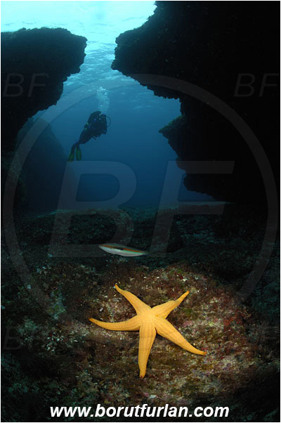 Island Korcula, Croatia, Adriatic sea, Mediterranean sea, Hacelia attenuata, Hacelia, Ophidiasteridae, Smooth starfish, Strafish, Asteroidea, Echinodermata, Echinoderm, Reef, Canyon, Diver, Spotlight, Spot illuminated