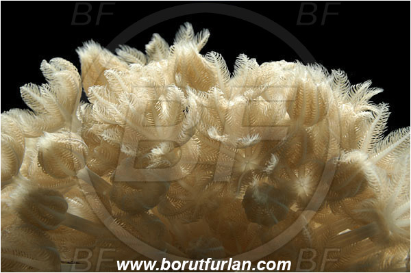 Marsa Alam, Marsa Shagra, Egypt, Red sea, Xenia sp., Xenia, Xeniidae, Pulse coral, Pulsing coral, Soft coral, Coral, Cnidaria, Cnidarian, Abstract, Backlight, Backlit