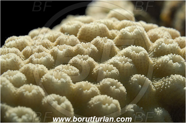 Marsa Alam, Marsa Shagra, Egypt, Red sea, Diploastrea heliopora, Diploastrea, Diploastreidae, Honeycomb coral, Coral, Anthozoa, Cnidaria, Cnidarian, Abstract, Backlight, Backlit