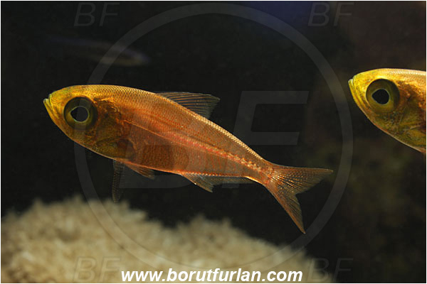 Marsa Shagra, Marsa Alam, Egypt, Red sea, Parapriacanthus ransonneti, Parapriacanthus, Pempheridae, Glassfish, Glassy sweeper, Sweeper, Fish, Backlight, Backlit