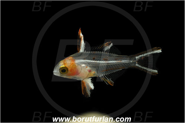 Marsa Shagra, Marsa Alam, Egypt, Red sea, Bodianus anthioides, Bodianus, Labridae, Lyretail Hogfish, Hogfish, Fish, Wrasse, Juvenile, Backlight, Backlit