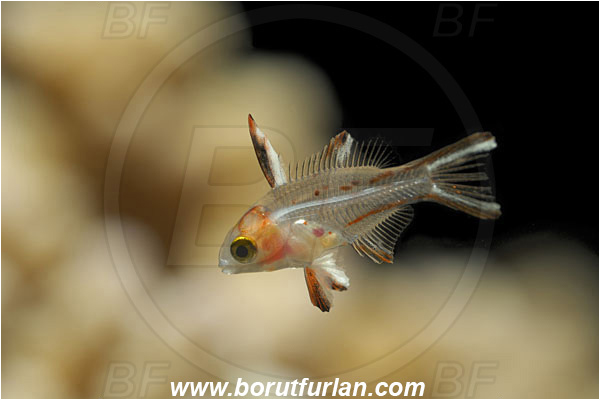 Marsa Shagra, Marsa Alam, Egypt, Red sea, Bodianus anthioides, Bodianus, Labridae, Lyretail Hogfish, Hogfish, Fish, Wrasse, Juvenile, Backlight, Backlit